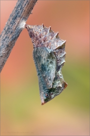 Puppe - Landkärtchen 02 (Araschnia levana)