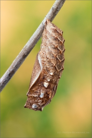 Randring-Perlmutterfalter Puppe (Boloria eunomia) 04