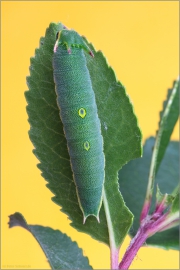 Erdbeerbaumfalter Raupe (Charaxes jasius) 04