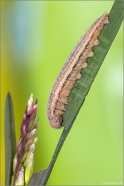 Rundaugen-Mohrenfalter Raupe (Erebia medusa) 01