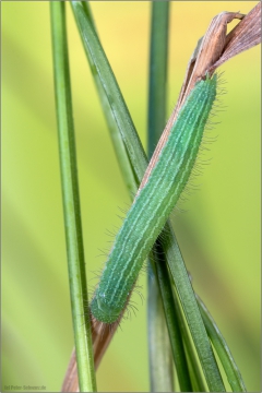 Mauerfuchs Raupe (Lasiommata megera) 01