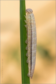 Blauäugiger Waldportier Raupe (Minois dryas) 05