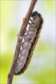 Baumweißling Raupe bzw. Pre-Puppe (Aporia crataegi) 02