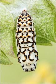 Roter Scheckenfalter Puppe (Melitaea didyma) 02