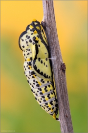 Baumweißling Puppe (Aporia crataegi) 01