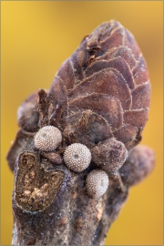 Schmetterlingseier Blauer Eichenzipfelfalter (Favonius quercus)