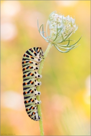 Schwalbenschwanz Raupe (Papilio machaon) 03