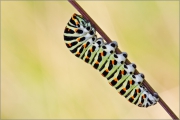 Raupe - Schwalbenschwanz 02 (Papilio machaon)