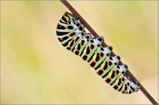 Raupe - Schwalbenschwanz 02 (Papilio machaon)