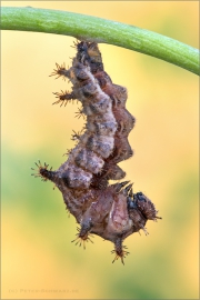 Blauschwarzer Eisvogel (Limenitis reducta) 03