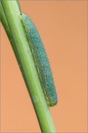 Raupe Grünaderweissling (Pieris napi) 03