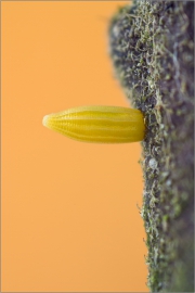 Zitronenfalter Ei 01 (Gonepteryx rhamni)