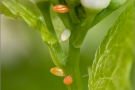 Aurorafalter Eier (Anthocharis cardamines) 29