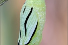 Alpen-Wiesenvögelchen Puppe (Coenonympha gardetta) 18