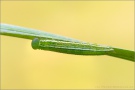 Alpen-Wiesenvögelchen Raupe (Coenonympha gardetta) 13