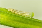 Alpen-Wiesenvögelchen Raupe (Coenonympha gardetta) 10