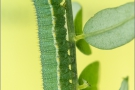 Alpen-Gelbling Raupe (Colias phicomone) 05