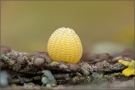 Kaisermantel Ei (Argynnis paphia) 07