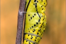 Baumweißling Puppe (Aporia crataegi) 04