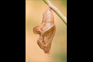 Blauschwarzer Eisvogel Puppe (Limenitis reducta) 05