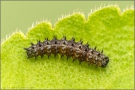 Silberfleck Perlmuttfalter Raupe (Boloria euphrosyne) 11