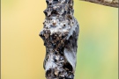 Natterwurz-Perlmutterfalter Puppe (Boloria titania) 25