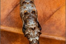 Silberfleck Perlmuttfalter Puppe (Boloria euphrosyne) 15