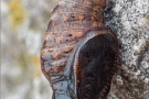 Alpenmatten-Perlmutterfalter Puppe (Boloria pales) 02