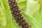 Alpenmatten-Perlmutterfalter Raupe (Boloria pales) 03