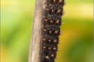 Sumpfwiesen-Perlmuttfalter Raupe (Boloria selene) 08