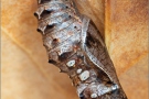 Sumpfwiesen-Perlmuttfalter Puppe (Boloria selene) 10