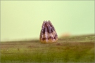 Mädesüß Perlmuttfalter Ei (Brenthis ino) 09