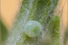 Grüner Zipfelfalter Ei (Callophrys rubi) 07