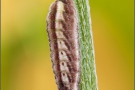 Kanarischer Bläuling Raupe (Cyclyrius webbianus) 11