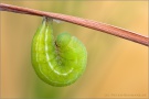 Weißbindiges Wiesenvögelchen Pre-Puppe (Coenonympha arcania) 13