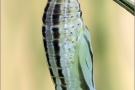 Alpen-Wiesenvögelchen Puppe (Coenonympha gardetta) 16