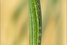 Alpen-Wiesenvögelchen Raupe (Coenonympha gardetta) 14