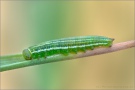 Alpen-Wiesenvögelchen Raupe (Coenonympha gardetta) 11