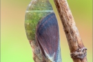 Puppe Rotbraunes Wiesenvögelchen (Coenonympha glycerion) 08