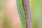 Raupe Rotbraunes Wiesenvögelchen (Coenonympha glycerion) 03
