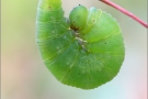 Raupe Rotbraunes Wiesenvögelchen (Coenonympha glycerion) 05