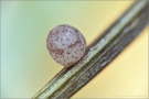 Großes Wiesenvögelchen Ei (Coenonympha tullia) 01