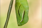 Großes Wiesenvögelchen Puppe (Coenonympha tullia) 08