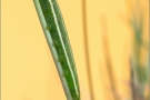 Großes Wiesenvögelchen Raupe (Coenonympha tullia) 03