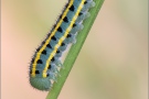 Hufeisenklee-Gelbling Raupe (Colias alfacariensis) 03