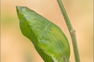 Postillon Puppe (Colias croceus) 11