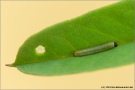 Postillon Raupe (Colias croceus) 17