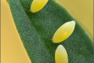 Goldene Acht Ei (Colias hyale) 06