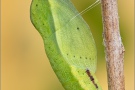 Goldene Acht Puppe (Colias hyale) 13