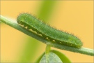 Goldene Acht Raupe (Colias hyale) 10